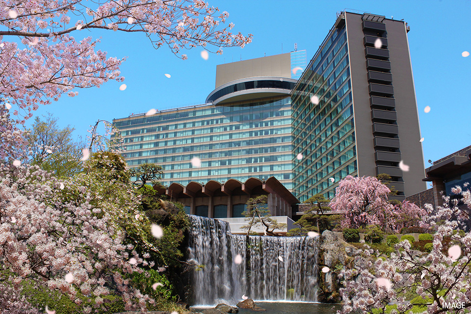 宇宙桜」初めて開花、花びらは通常の５弁より「１弁多くなることがある」 : 読売新聞