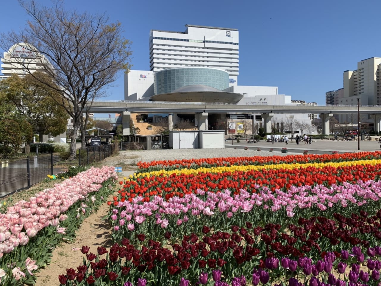 チューリップの花びらを敷きつめた花絵で街を彩る、神戸春の風物詩 「インフィオラータこうべ2024」～まちは花絵の展覧会～開催！ |