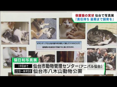 告知】展覧会「ニャンダフル！ 浮世絵ねこの世界展」 ～コミカルな猫の動きに注目～