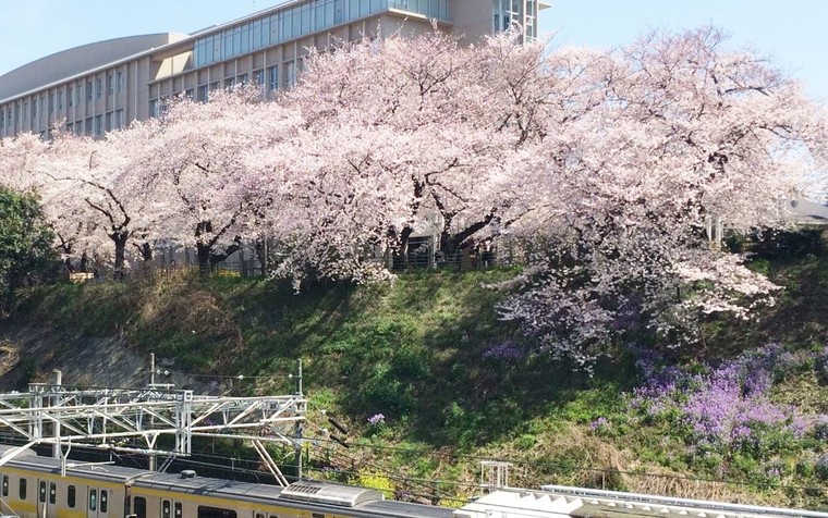 桜が満開の季節となりました | 岩崎総合法律事務所