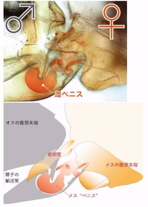 ペニスの平均サイズ | ネットのくすり屋さんコラム