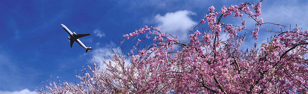 成田空港 さくらの山公園 さくらの丘公園