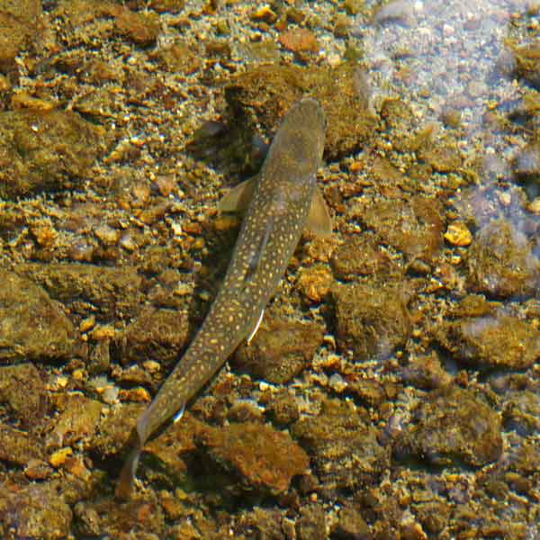 北海道 神の子池・朝の時間帯はどんな様子？行き方や道路状態は