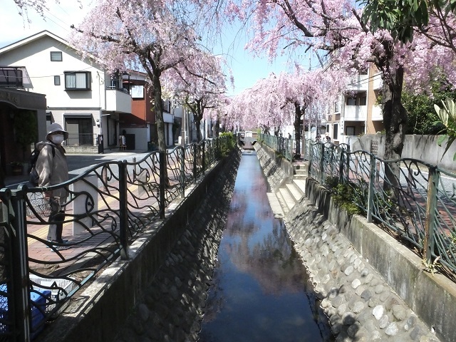 桜の二ケ領用水散歩♪』溝の口・武蔵小杉(神奈川県)の旅行記・ブログ by ぽろっぽさん【フォートラベル】