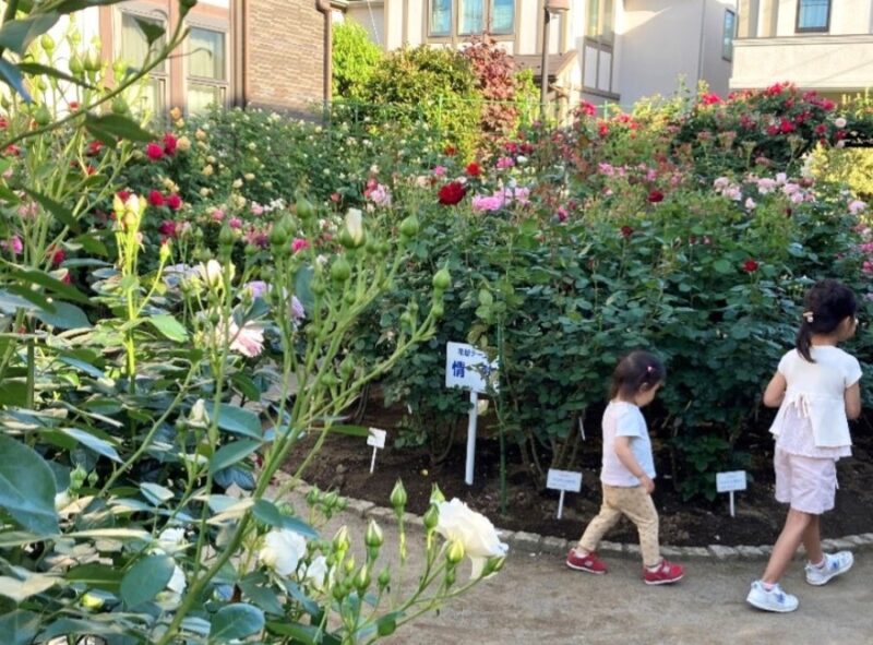 西東京市】市内で美しい薔薇を楽しめるスポット！住宅街に佇む「保谷町ローズガーデン」2023年5月初旬の様子を紹介。 | 号外NET