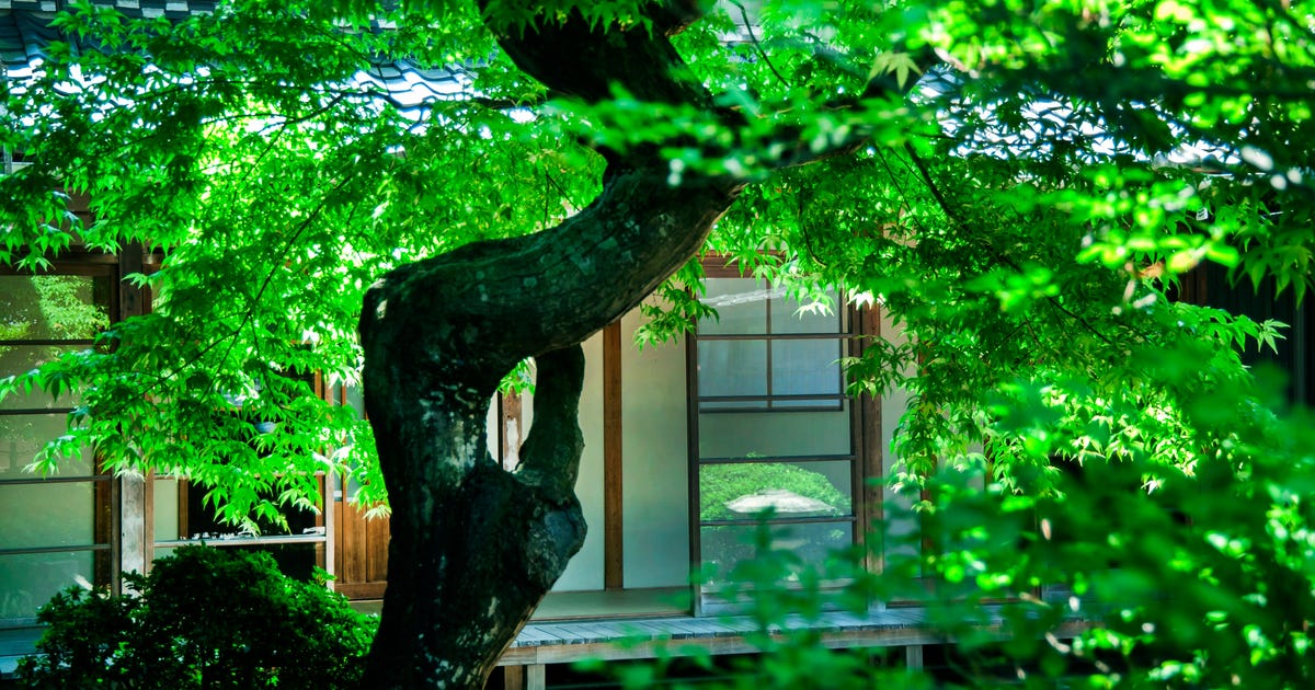 にぃぶんじゃー橋” と ”さんご園”｜電柱のある風景