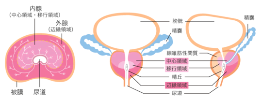 鼠径ヘルニアとは｜ 大阪日帰り外科そけいヘルニアクリニック