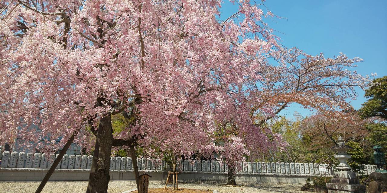 成田山公園の花見・桜情報【2024】｜ウェザーニュース