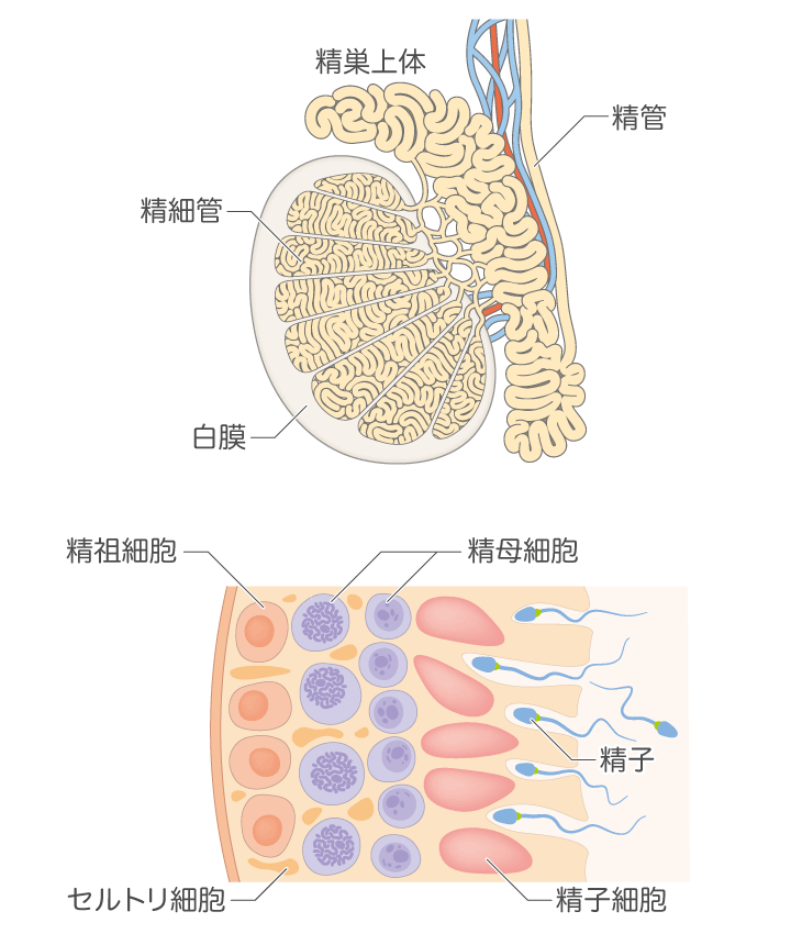 精子の保存と人工授精の取り組み──野生生物保全センター実験室から ｜ 東京ズーネット