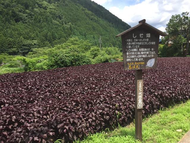 雨でも】6月の京都観光におすすめしたい観光スポット5選 | aumo[アウモ]