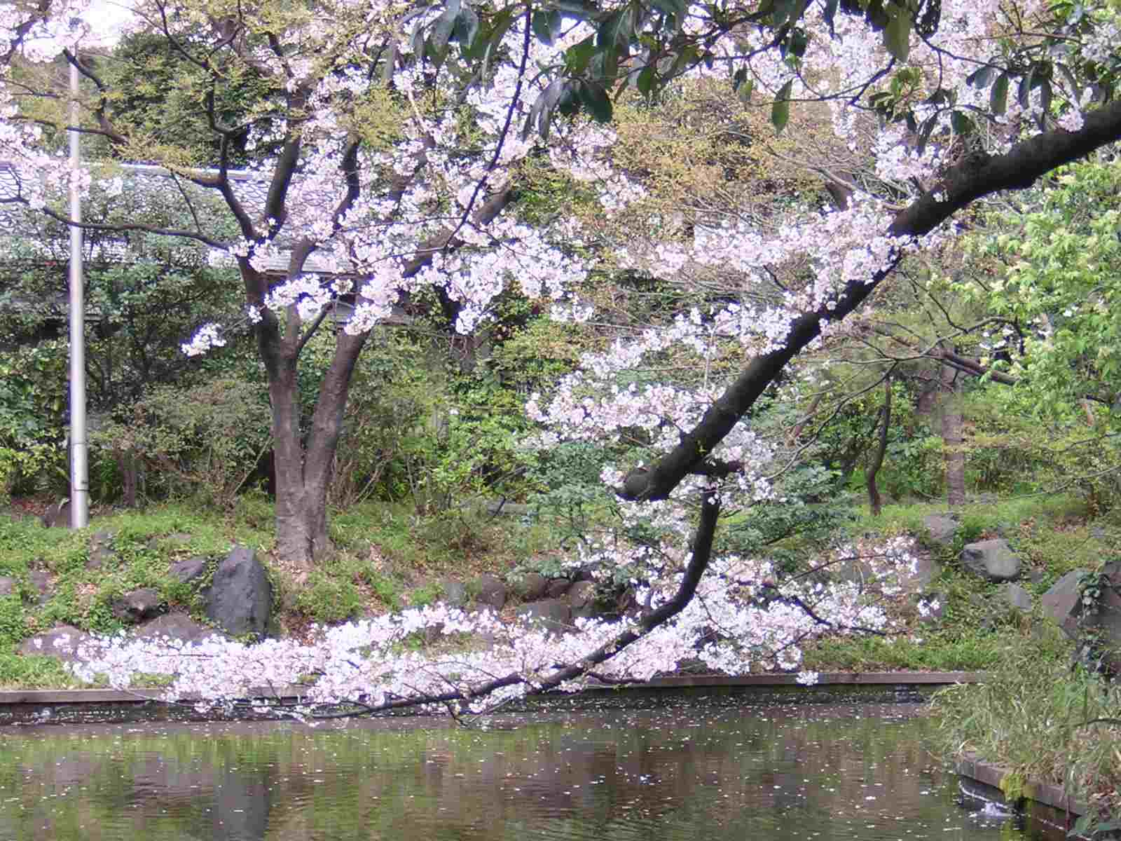 四ツ谷公園の桜 | そめ花