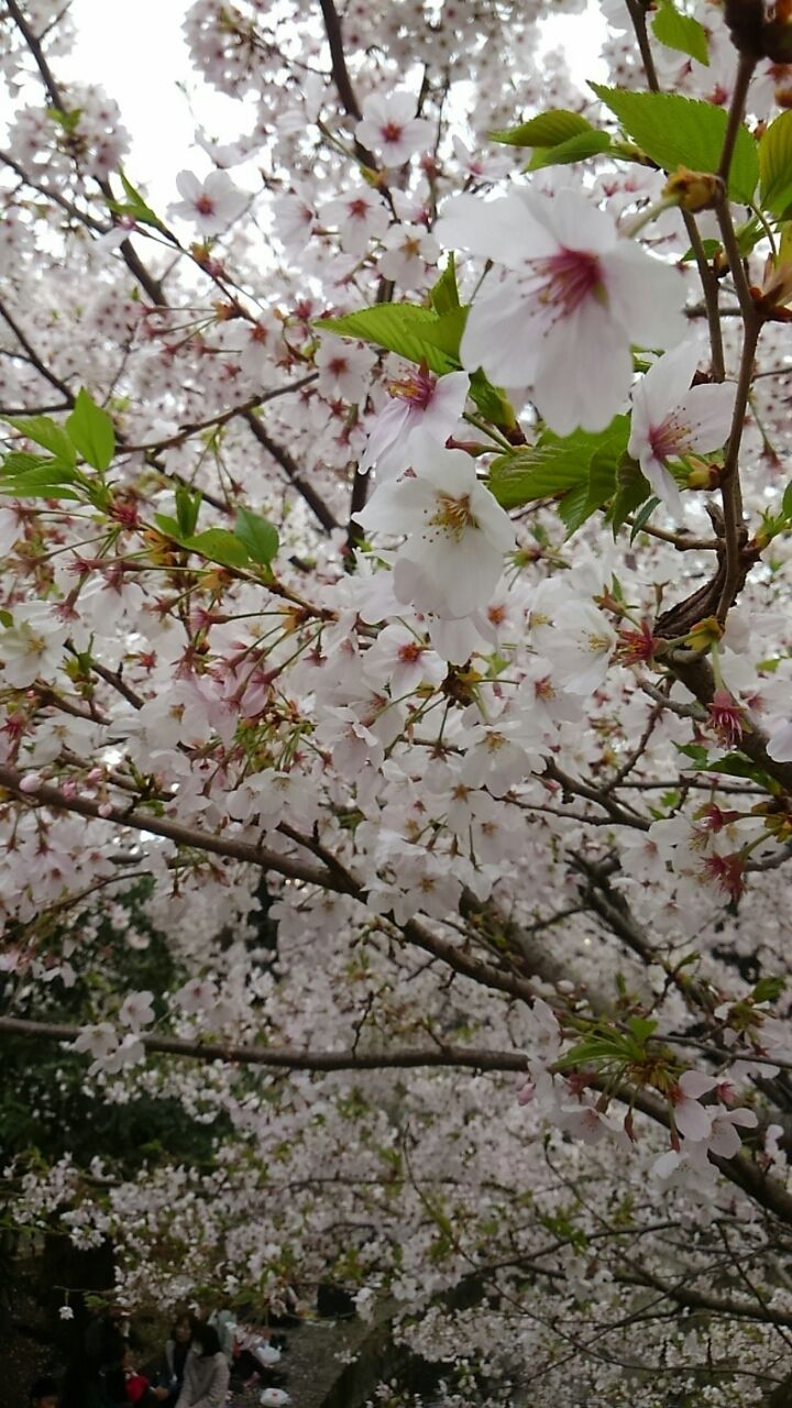 葉桜 | 溝の口駅のメンズエステ 【リフナビ® 東京、関東】