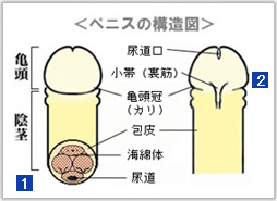 気持ちいいフェラのやり方・コツ・テクニック14選！最高に上手になろう｜風俗求人・高収入バイト探しならキュリオス