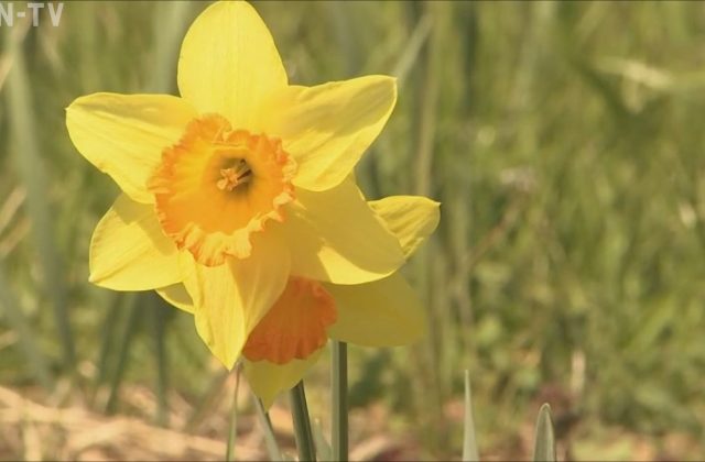 スイセンの毒性 間違って食べてしまった事例から学ぼう -