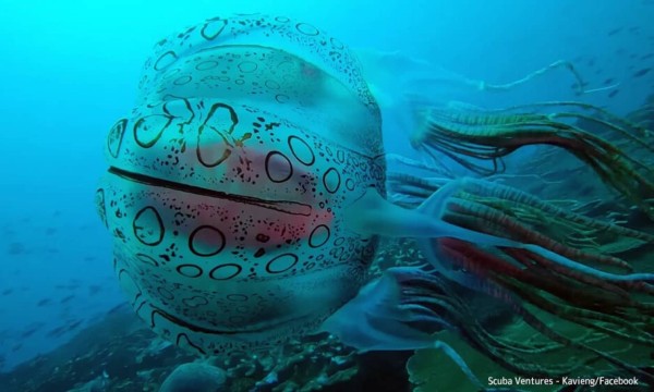 6.22 大阪 DEEP KICK 74 2人の”ももか”によるQUEEN-46kg初代王者決定戦が開催！他、-57.5kg王座決定トーナメントの開催も発表！DEEP KICK