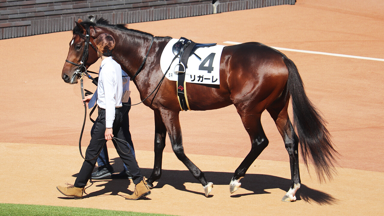 鮫島良太のニュース・最新情報 | 競馬まとめ