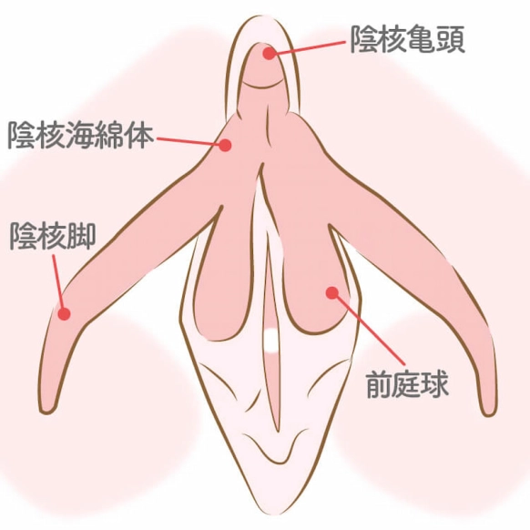 寺岡のぞみの生い立ちから現在まで - タレント辞書