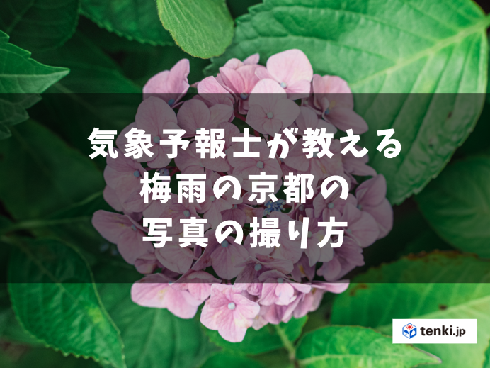 気温が高いのは嫌やけど、湿度が高いのはもっと嫌や。 特に京都の梅雨は、うっかりしてると苔が生えるんちゃうかってぐらいムシムシしている。 -山崎聖天- # 京都