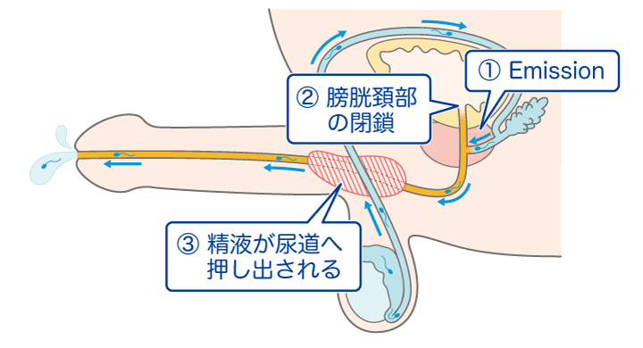 男女の本音】「挿入の感覚・イク感覚」ってどんな感じ？男女別に聞いてみた