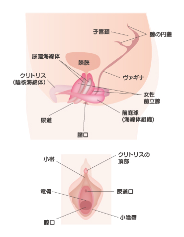 Gスポットを開発してイク方法を徹底解説！感じない女性でもイケるバイブでの刺激の仕方【快感スタイル】