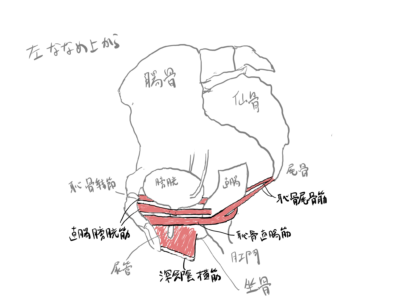 性知識イミダス：射精のメカニズムを知ろう～射精は「自然にできる」こと？ | 連載コラム | 情報・知識＆オピニオン