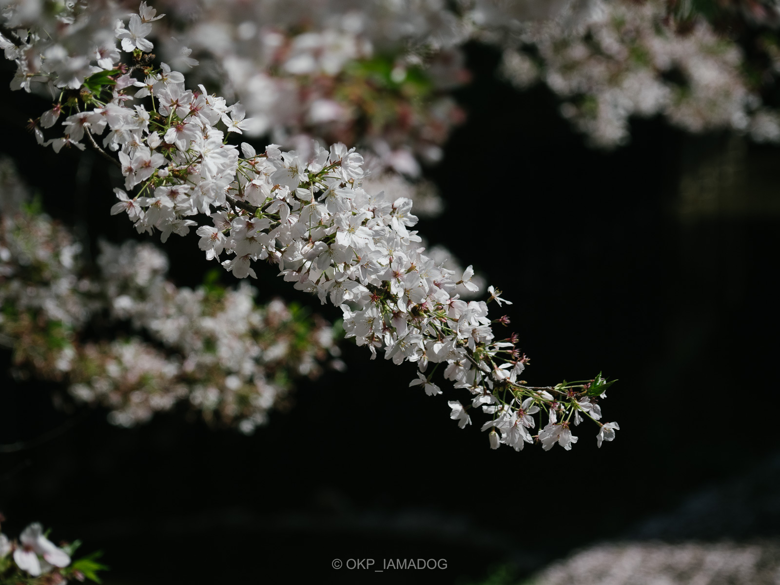 お花見ツアーの〆は八重桜！～あざみ野、たまプラーザ、中川～｜Madame ＭのCamera |