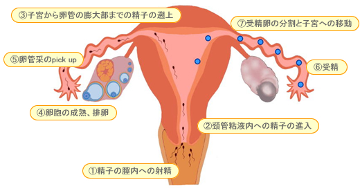 包茎は恥垢が溜まりやすい！病気のリスクや恥垢の落とし方について –メンズクリニック研究会-包茎