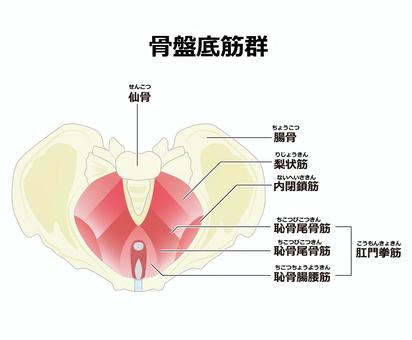 勃起障害（ED）の針灸治療 ver.2.3 - AＮ現代針灸治療