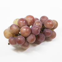 ゴルビー 御所の種無しぶどう 2房 和歌山 観音山フルーツガーデン 送料無料 : 観音山フルーツガーデン - 通販 - Yahoo!ショッピング