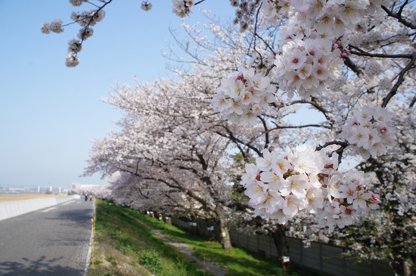 お届け葉桜