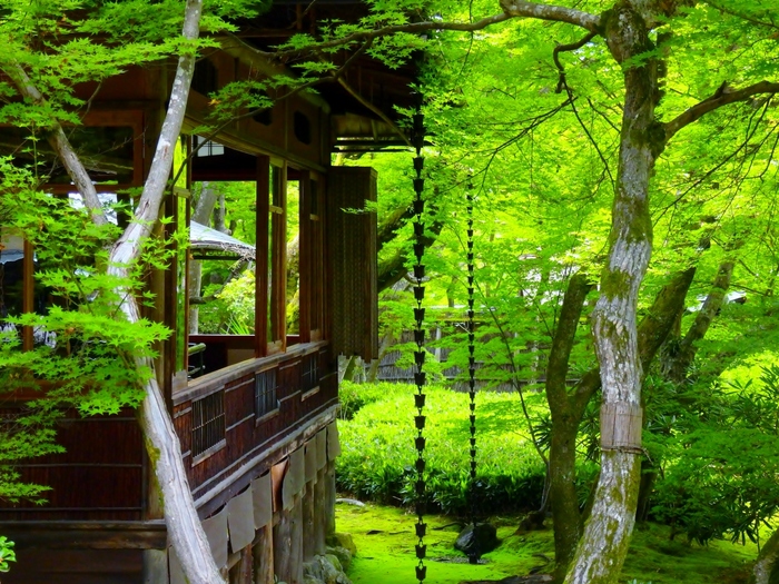 雨を楽しむ6月の京都①京都屈指の「花の寺」で梅雨を楽しむ｜きょうのちしん | 京都知新 |