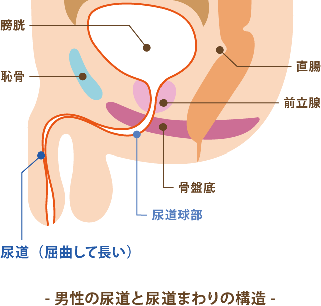 前立腺がん 治療：[国立がん研究センター がん情報サービス