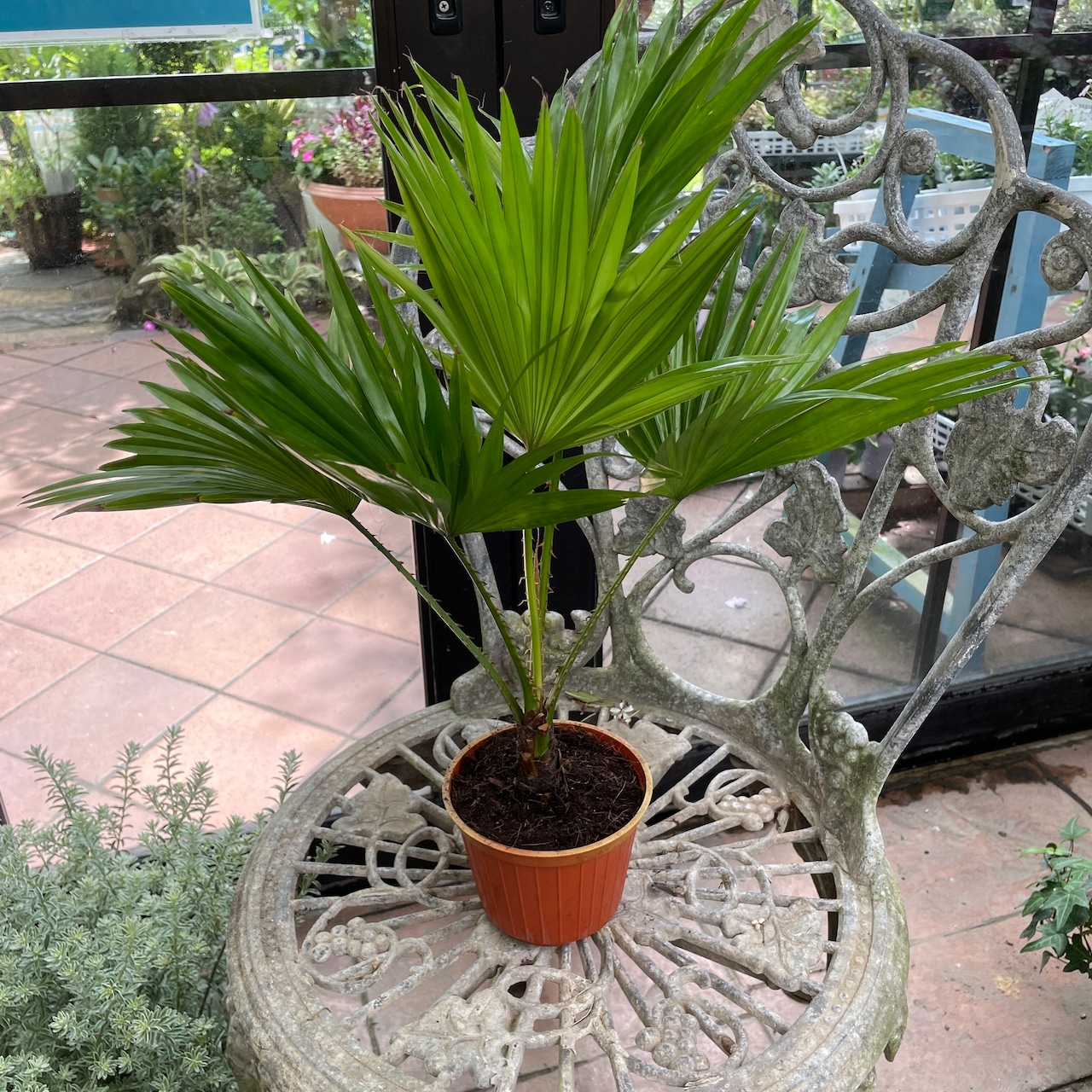 玄関のお花リビストニアクルクマオンシジュームくまもと乳腺胃腸外科病院乳腺外科胃腸外科消化器外科乳がんピンクリボン乳がん検診化学療法腹腔鏡手術鼠径ヘルニア修復術いけばな松風