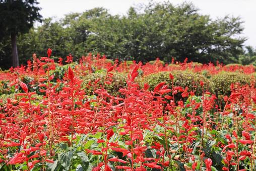 長く愛されるものづくり」の要素を、Salvia（サルビア）主宰・セキユリヲさんに聞く | 中川政七商店の読みもの