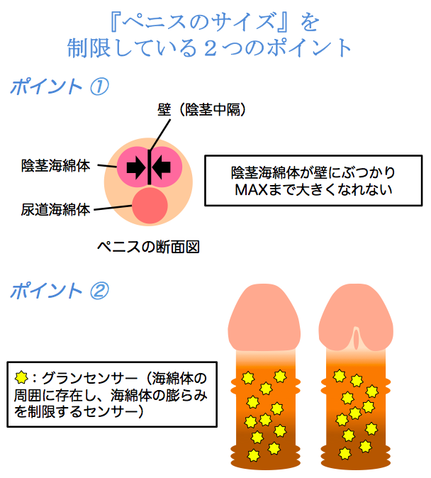 【抜き打ち】色んな所のサイズを測定してみたら…