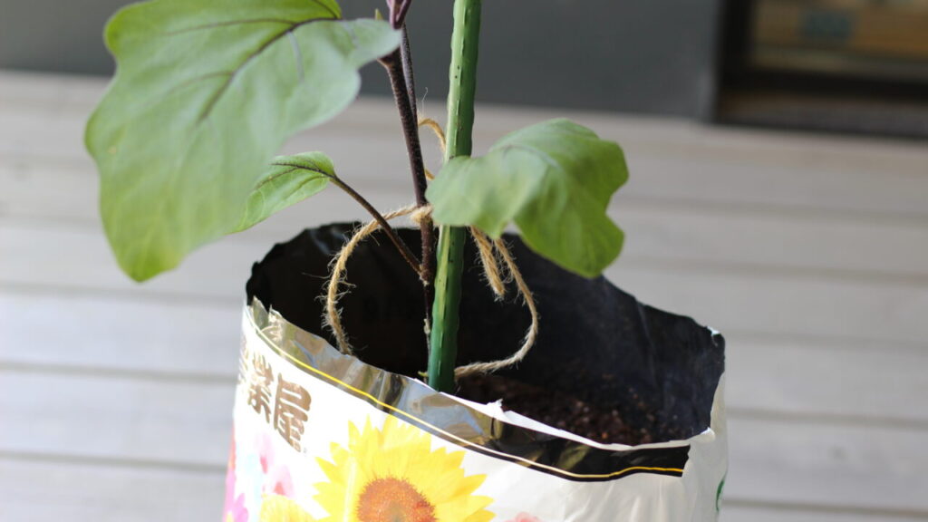 ルーツポーチ 不織布プランター鉢 13サイズ選び方と使い方