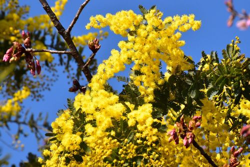 住吉ざくらから久地円筒分水、今年も散り際の二ヶ領用水の桜を見る - I