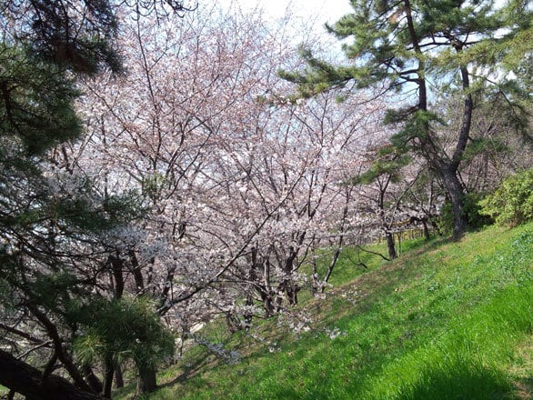 君の名は。“の聖地 四谷の須賀神社【桜お花見中継 番外編】 -