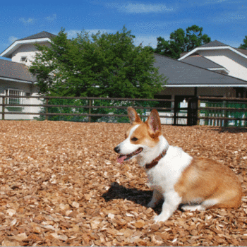 犬連れ旅行 長野② ～カーロフォレスタ菅平カゾラーレ衝撃のランと食事編～ |