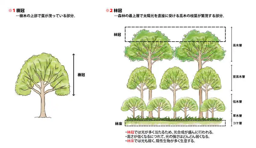 木のしくみ（カルス編） | 蛭田造園のブログ