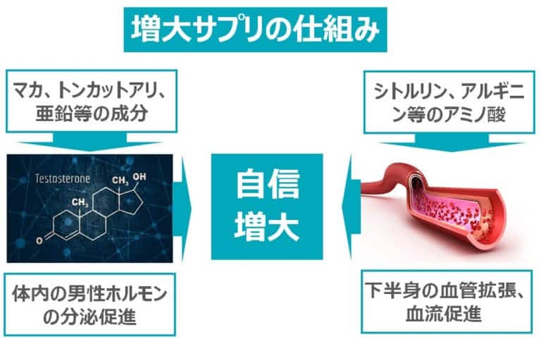 勃起力が足りない？男性が求める上向きちんこにする方法 | happy-travel[ハッピートラベル]