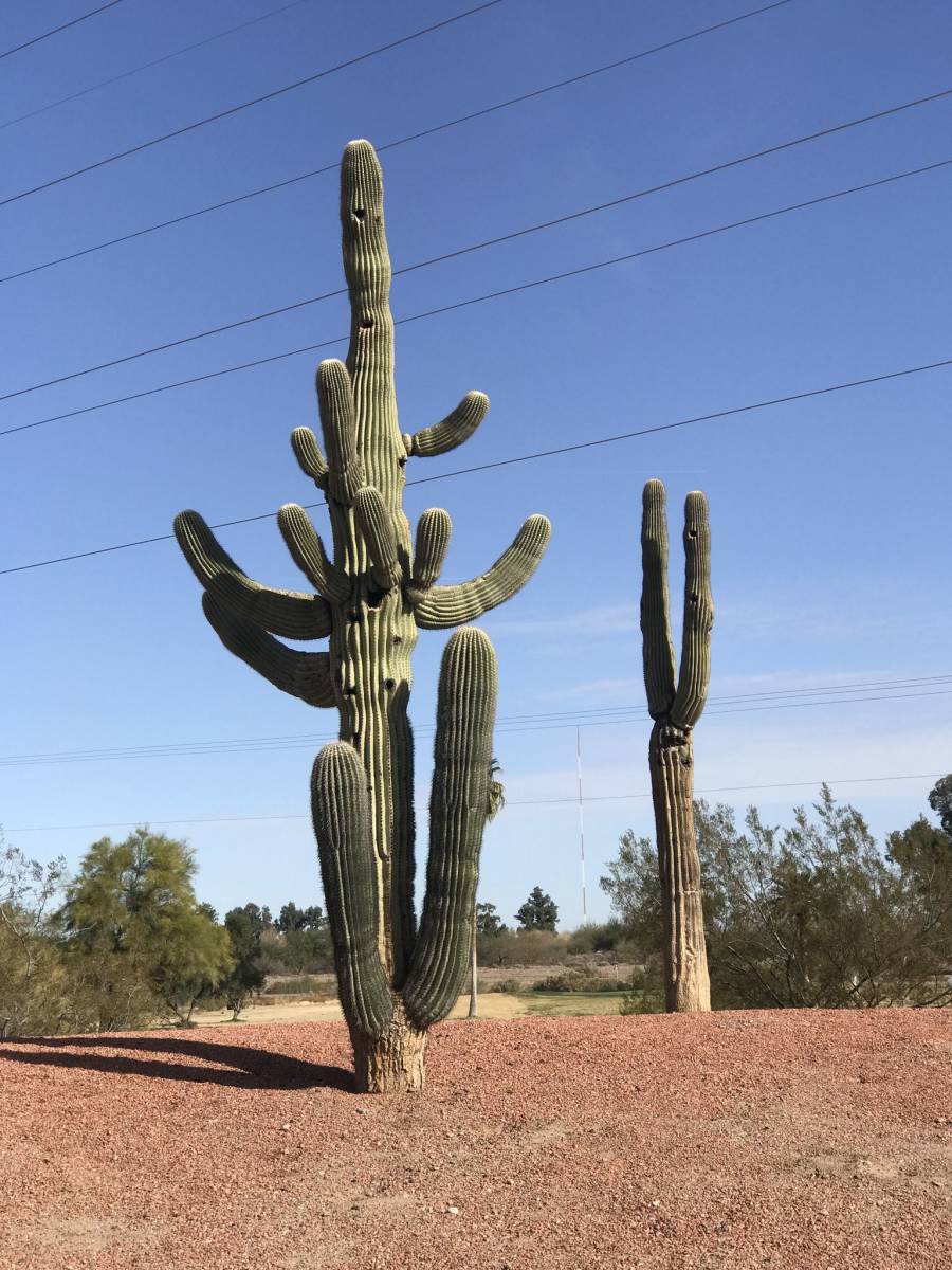 特大！希少！柱サボテン ベンケイチュウ 弁慶柱 70cm超