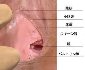 潮吹き】と【イク】って同じ？違いっていったい何？【LCラブコスメwithきもイク】 | 【きもイク】気持ちよくイクカラダ