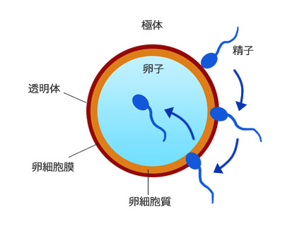 無精子症とは ｜ 男性不妊・メンズヘルス診療