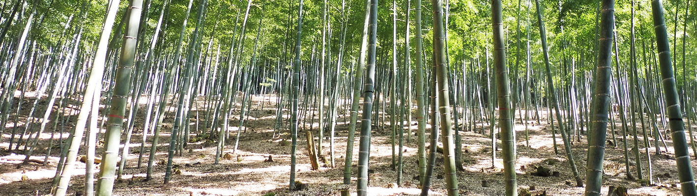 銀杏 ぎんなん旬の野菜旬の野菜・果物野菜と果物を広島の市場より食卓へ広印広島青果株式会社
