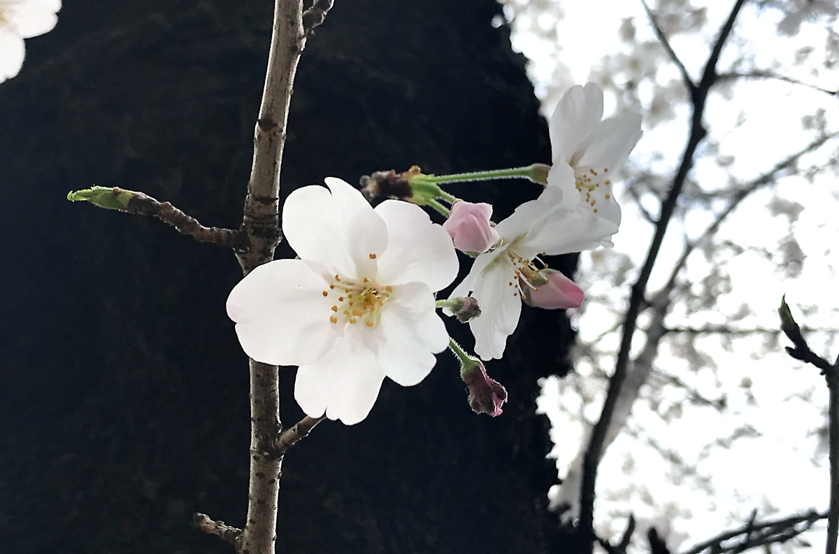 聖パウロ修道会／サンパウロ - 四谷の土手は満開です🌸🌸🌸 #桜 #さくら