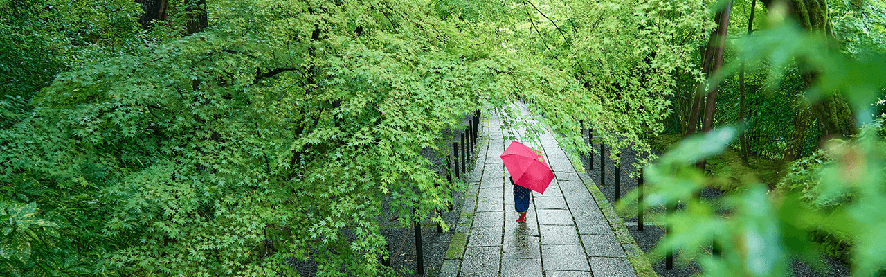 2021】梅雨を彩る、美しい紫陽花（アジサイ）～京都府の名所7選| キョウトイーブックス KYOTO eBOOKS 京都府の電子書籍サイト