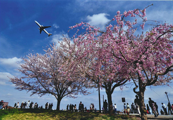 成田市さくらの山の花見・桜情報【2024】｜ウェザーニュース