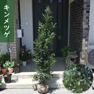 つげの木の剪定方法：剪定時期と費用相場を合わせて解説します