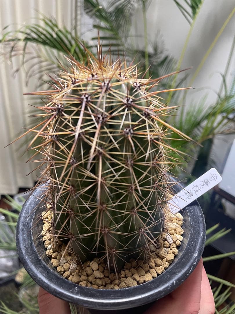 柱サボテン 弁慶柱 幹太